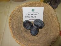 Slivoň švestka 'Čačanská najbolja' (Prunus domestica)
