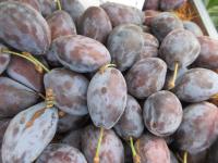 Slivoň švestka 'Stanley' (Prunus domestica)