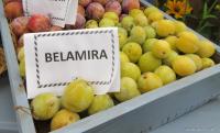 Slivoň švestka 'Bellamira' (Prunus domestica)