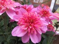Jiřinka Maxi Starburst Pink (Dahlia coccinea)