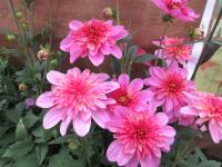 Jiřinka Maxi Starburst Pink (Dahlia coccinea)