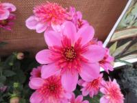 Jiřinka Maxi Starburst Pink (Dahlia coccinea)