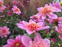 Jiřinka Maxi Starburst Pink (Dahlia coccinea)