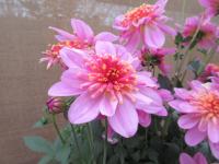 Jiřinka Maxi Starburst Pink (Dahlia coccinea)