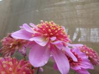 Jiřinka Maxi Starburst Pink (Dahlia coccinea)