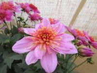 Jiřinka Maxi Starburst Pink (Dahlia coccinea)
