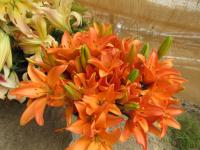 Lilie 'Mandarin Star' - Asijské hybridy vysoké