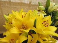 Lilie 'Bizzey' - AT hybridy