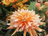 Jiřinka 'Apelsini Sniega' (Dahlia)
