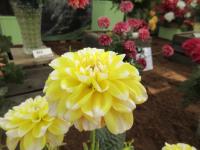 Jiřinka 'Bahama Lemon' (Dahlia)
