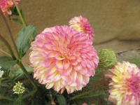 Jiřinka 'Foxy Lady' (Dahlia)