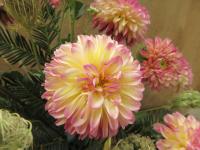 Jiřinka 'Foxy Lady' (Dahlia)