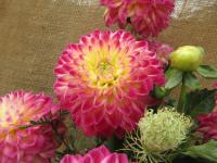 Jiřinka 'Hapet Daydream' (Dahlia)