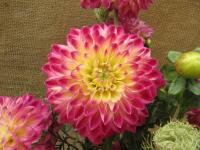 Jiřinka 'Hapet Daydream' (Dahlia)