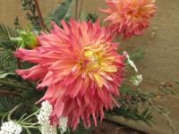 Jiřinka 'Valérie' (Dahlia)