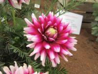 Jiřinka 'Verdi' (Dahlia)