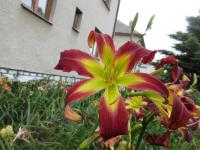 Denivka 'Piotr Wistuba Memory'