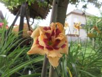 Denivka 'Roswitha' (Hemerocallis)