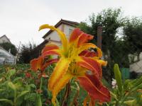 Denivka 'Tarantula' (Hemerocallis)
