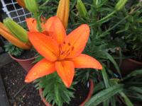 Lilie 'Abbersville Pride' - Asijské hybridy nízké