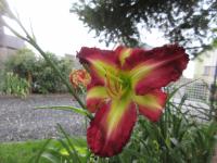 Denivka 'Rose F Kennedy'