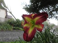 Denivka 'Rose F Kennedy' (Hemerocallis)