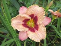 Denivka 'Orchid Candy'