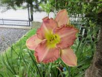 Denivka 'Pumpkin Marmalade'