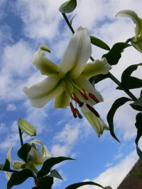 Lilie 'Carte Blanche' - OT hybridy