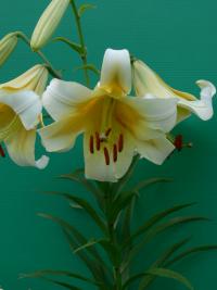 Lilie 'American Sensation' - OT hybridy