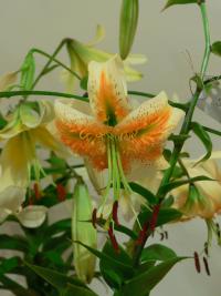 Lilie 'Brno' - Aurelian hybridy