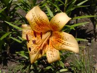 Lilie 'Evina' - AT hybridy