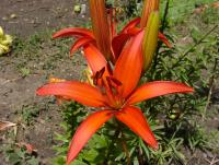 Lilie 'Scharlotta' - Asijské hybridy vysoké