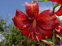 Lilie 'Schellenbaum' - Asijské hybridy vysoké