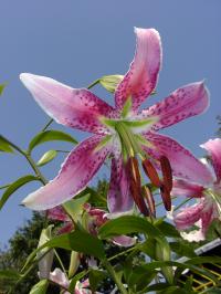 Lilie 'Shikayama' - OT hybridy (Lilium)