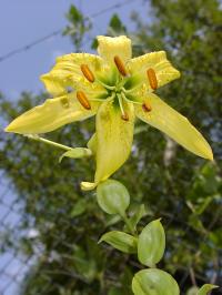 Lilie Henryova (Lilium henryi var citrinum)