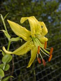 Lilie Henryova (Lilium henryi var citrinum)