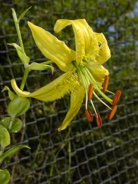 Lilie Henryova (Lilium henryi var citrinum)