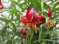 Lilie 'Port Wine' - Martagon hybridy (Lilium)