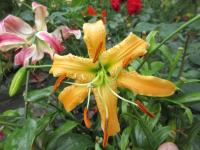 Lilie 'Tatra's Eagle' - Aurelian hybridy (Lilium)