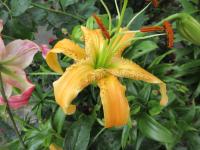 Lilie 'Tatra's Eagle' - Aurelian hybridy (Lilium)