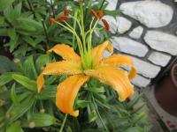 Lilie 'Tatra's Eagle' - Aurelian hybridy (Lilium)
