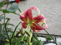 Lilie 'Dunyazade' - OT hybridy (Lilium)