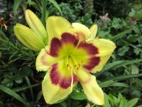 Denivka 'Mt Pleasant Pride' (Hemerocallis)