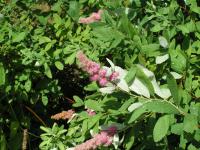 Tavolník Douglasův (Spiraea douglasii)