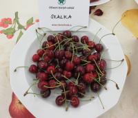 Třešeň ptačí 'Skalka' (Prunus avium)