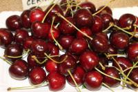 Třešeň ptačí 'Germersdorfská černá chrupka' (Prunus avium)