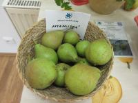 Hrušeň obecná 'Amanliská' (Pyrus communis)