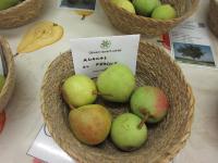 Hrušeň obecná 'Ananas du Perche' (Pyrus communis)