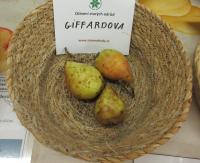 Hrušeň obecná 'Giffardova' (Pyrus communis)